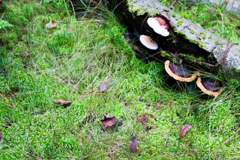 The trunk of a tree lies on the grass on it grows a mushroom. Autumn forest b Stock Photos