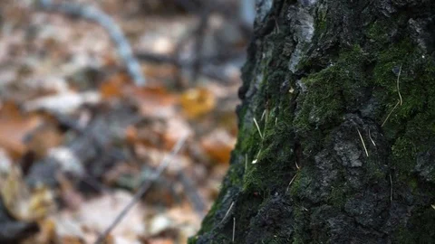 The trunk of the tree in the moss in the autumn forest Stock Footage 98836005