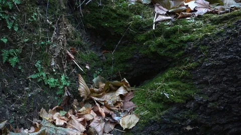 The trunk of the tree in the moss in the autumn forest Stock Footage 98836015
