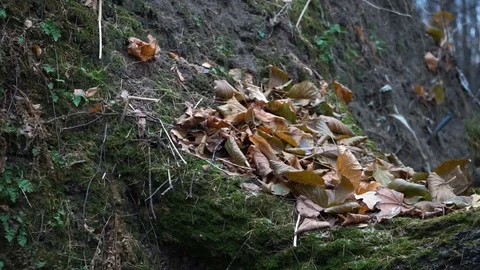 The trunk of the tree in the moss in the autumn forest Stock Footage 98836016