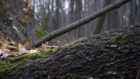 The trunk of the tree in the moss in the autumn forest Stock Footage 98836017