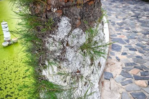 Trunk of tree with moss on pavement with green water Stock Photos
