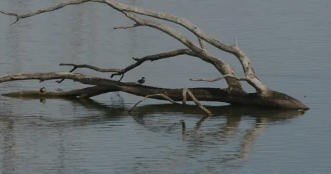 Trunk Of Tree Over The Water, 8K Stock Footage 331332690