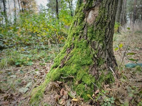 The trunk of a tree, overgrown with green moss Stock Photos