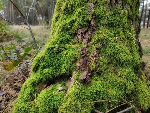The trunk of a tree, overgrown with green moss Stock Photos