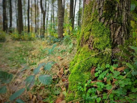 The trunk of a tree, overgrown with green moss Stock Photos