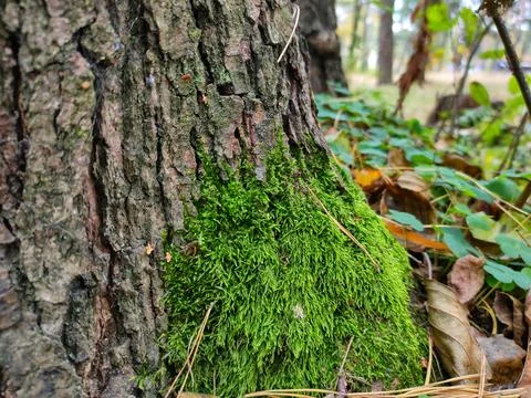 The trunk of a tree, overgrown with green moss Stock Photos