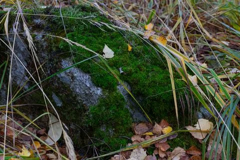 The trunk of a tree, overgrown with green mouse-like on the north side, again Stock Photos