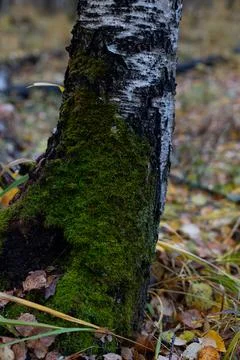 The trunk of a tree, overgrown with green mouse-like on the north side, again Stock Photos