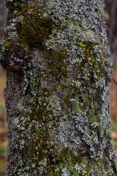 The trunk of a tree, overgrown with green mouse-like on the north side, again Stock Photos