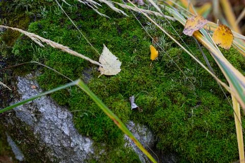 The trunk of a tree, overgrown with green mouse-like on the north side, again Stock Photos