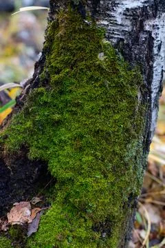 The trunk of a tree, overgrown with green mouse-like on the north side, again Stock Photos