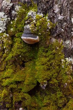The trunk of a tree, overgrown with green mouse-like on the north side, again Stock Photos