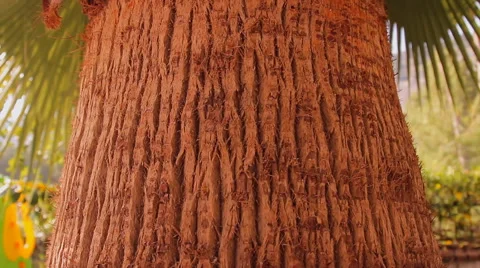 The trunk of the tree, the palm tree leaves Stock Footage 42110757