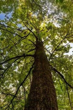 Trunk of a tree in the park (bottom view) Stock Photos