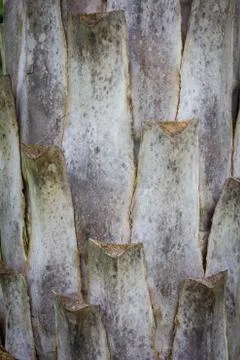 The trunk of the tree. Stock Photos