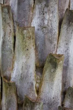 The trunk of the tree. Stock Photos