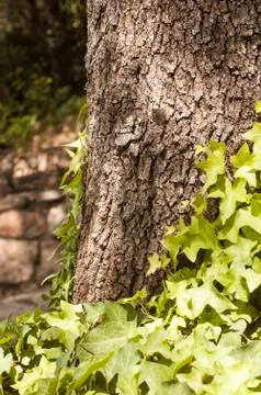 Trunk of tree Foto stock