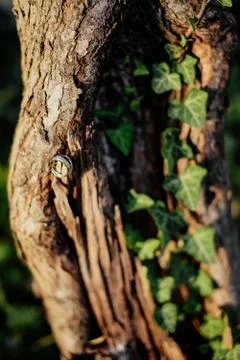 Trunk of a tree	 Stock Photos