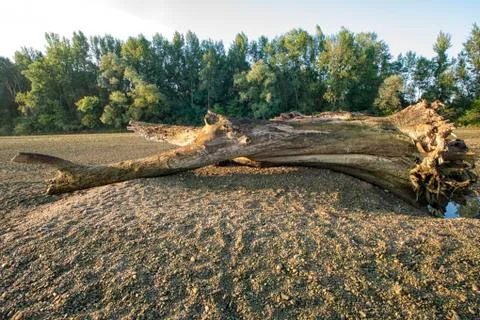 The trunk of a tree Photos