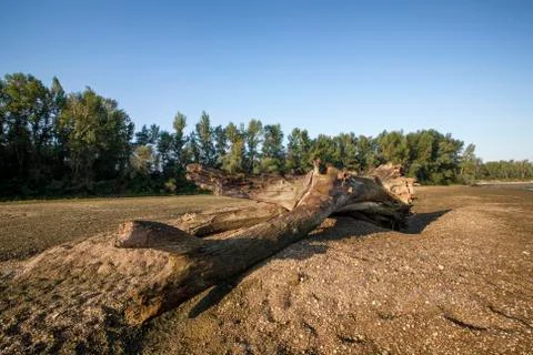 The trunk of a tree Photos
