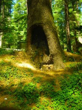 The trunk of a tree Stock Photos