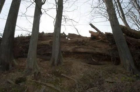 The trunk of a tree Stock Photos