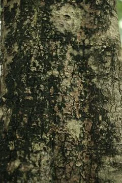 The trunk of a tree Foto stock