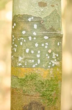 Trunk of tree. Stock Photos