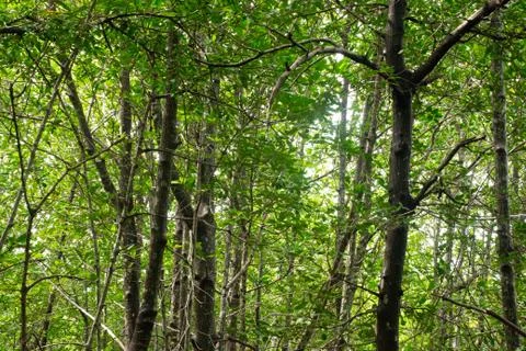 The trunk of a tree in the rainforest  background Foto stock