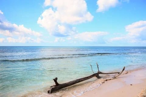 A trunk of a tree on the shore Stock Photos