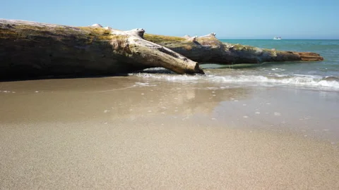 Trunk of a tree on the shore of the sea Stock Footage 186813834