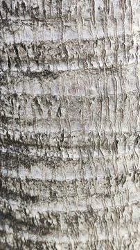 The trunk of a tree is shown in a close up, texture wooden background wallpap Stock Photos