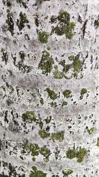 The trunk of a tree is shown in a close up, texture wooden background wallpap Stock Photos