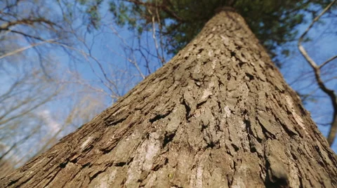 Trunk of a tree stretching up Stock Footage 66104661