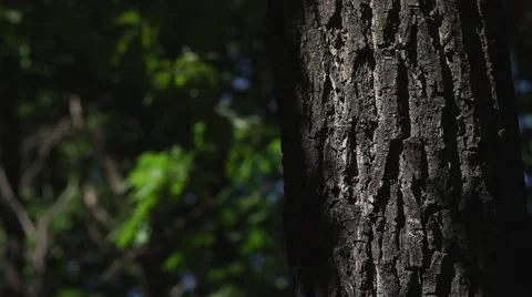 The trunk of the tree with the sun's glare. Solar patches of light Stock Footage 67275458