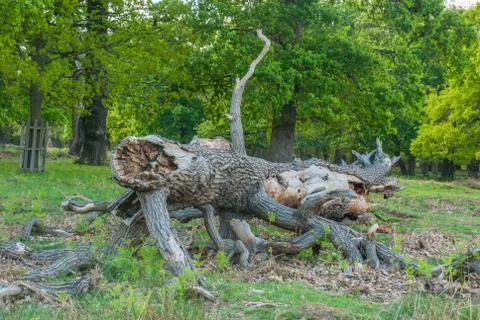 Trunk of the tree. Tree age. Roots and large stems. Stock Photos