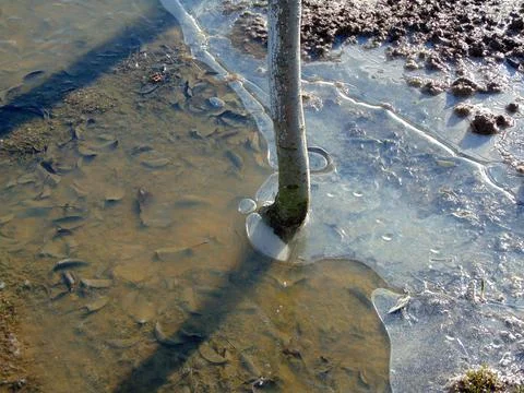 The trunk of a tree under ice in winter Stock Photos