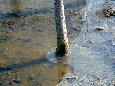 The trunk of a tree under ice in winter Photos