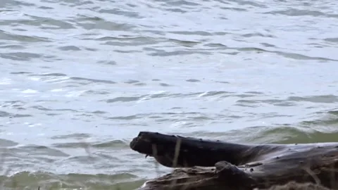 The trunk of a tree in the waves of the sea surf Stock Footage 281194849