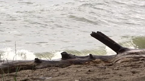 The trunk of a tree in the waves of the sea surf Stock Footage 281195029