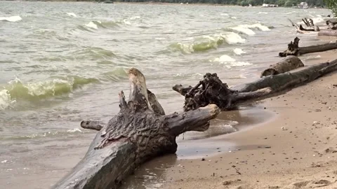 The trunk of a tree in the waves of the sea surf Stock Footage 281195120
