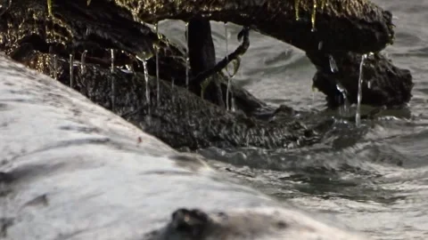 The trunk of a tree in the waves of the sea surf Stock Footage 281227293