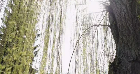 The trunk of the tree from which the long green branches hang in the spring park Stock Footage 130434551