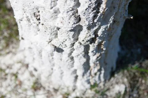 The trunk of a tree in a whitewash Foto stock