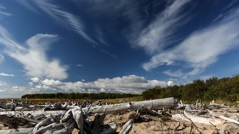Trunk trees and clouds Stock Footage 107520376