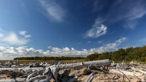 Trunk trees and clouds Stock Footage 107521489