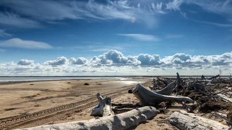 Trunk trees and clouds Stock Footage 107523387