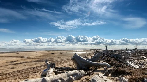Trunk trees and clouds Stock Footage 107524716