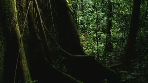 A trunk of a tropical tree with roots spreading out in a tropical forest Stock Footage 165839246